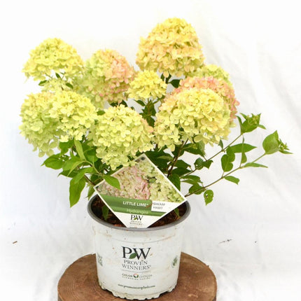 Hydrangea paniculata 'Little Lime' - Compacte Pluimhortensia