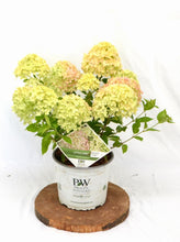 Afbeelding in Gallery-weergave laden, Hydrangea paniculata &#39;Little Lime&#39; - Compacte Pluimhortensia
