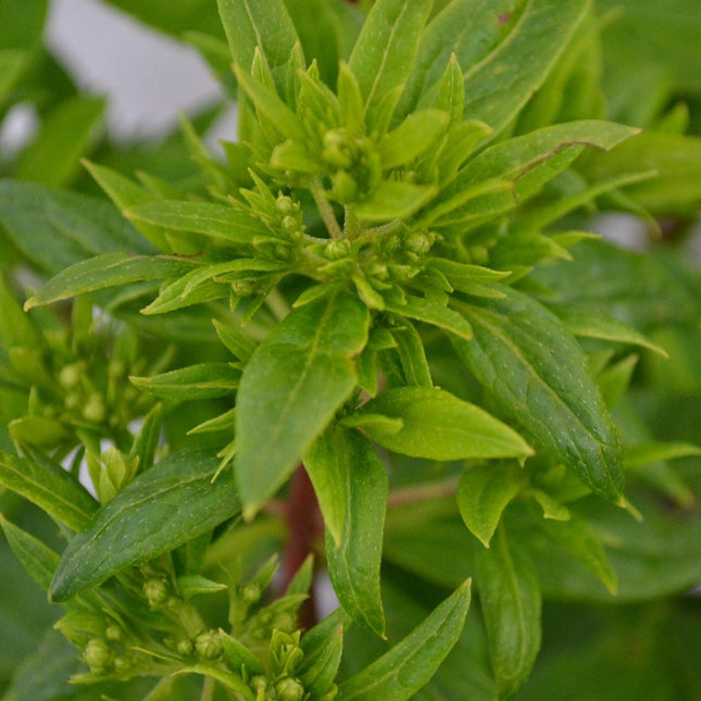 Hydrangea paniculata 'Pastelgreen' - Wit-groene Pluimhortensia
