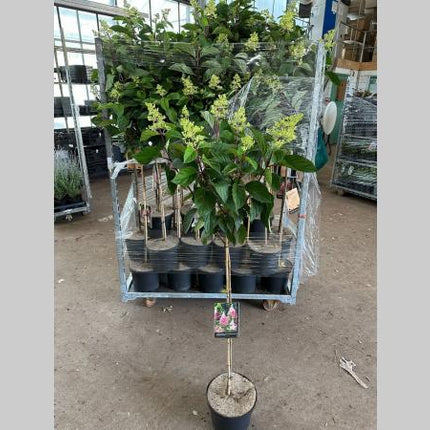 Hortensia op stam 