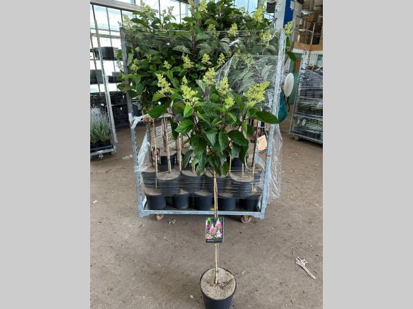 Hortensia op stam