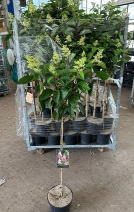 Hydrangea paniculata 'Vanille-Fraise' - Roze Pluimhortensia op stam