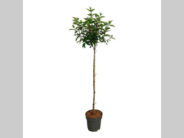 Foto van een Hydrangea paniculata ‘Vanille-Fraise’ (pluimhortensia) op stam, met een enkele rechte stam en een volle bloemkroon van witte, nog niet verkleurde pluimvormige bloemen, omringd door donkergroene bladeren.