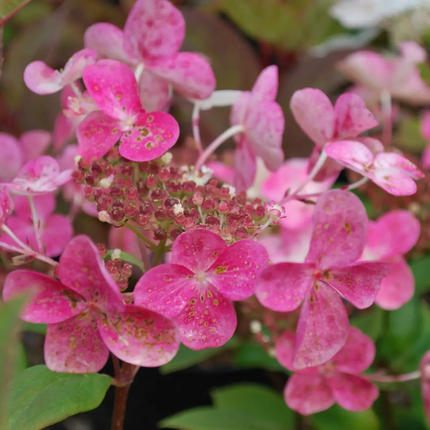 Hydrangea paniculata 'Early Sensation' - Witte Pluimhortensia op stam