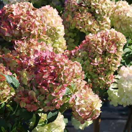 Hydrangea paniculata ‘Petite Cherry’ - Compacte Pluimhortensia