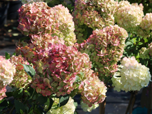 Afbeelding in Gallery-weergave laden, Hydrangea paniculata ‘Petite Cherry’ - Compacte Pluimhortensia
