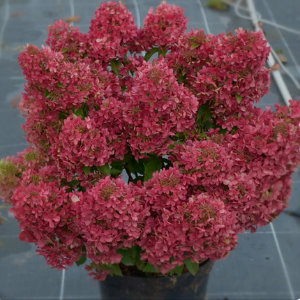 Hydrangea paniculata ‘Petite Cherry’ - Compacte Pluimhortensia