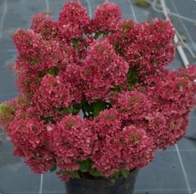 Afbeelding in Gallery-weergave laden, Hydrangea paniculata ‘Petite Cherry’ - Compacte Pluimhortensia
