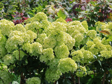 Afbeelding in Gallery-weergave laden, Hydrangea paniculata ‘Petite Cherry’ - Compacte Pluimhortensia
