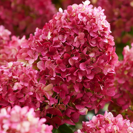 Hydrangea paniculata ‘Petite Cherry’ - Compacte Pluimhortensia