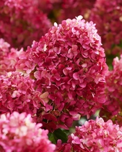 Afbeelding in Gallery-weergave laden, Hydrangea paniculata ‘Petite Cherry’ - Compacte Pluimhortensia
