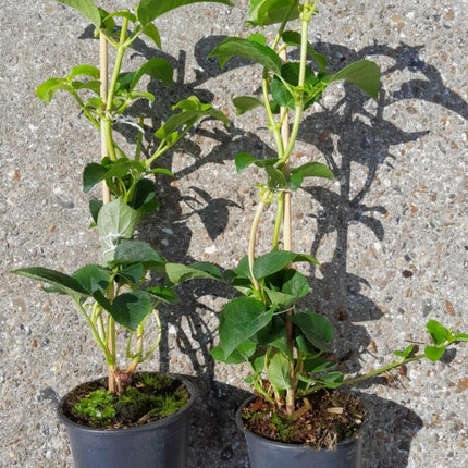Hydrangea petiolaris - Klimhortensia