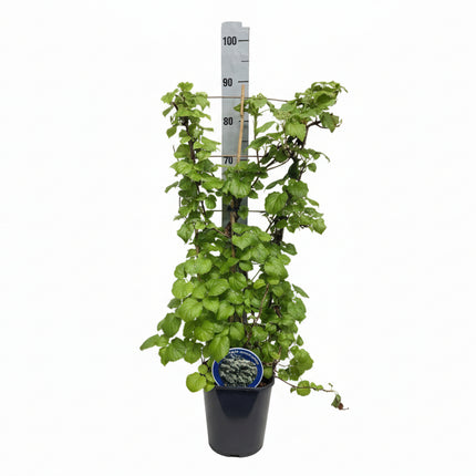 hydrangea petiolaris op rek met witte achtergrond