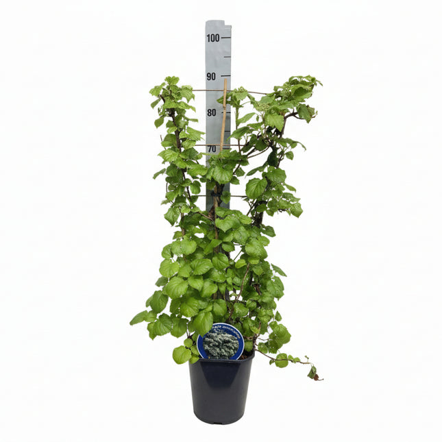 hydrangea petiolaris op rek met witte achtergrond