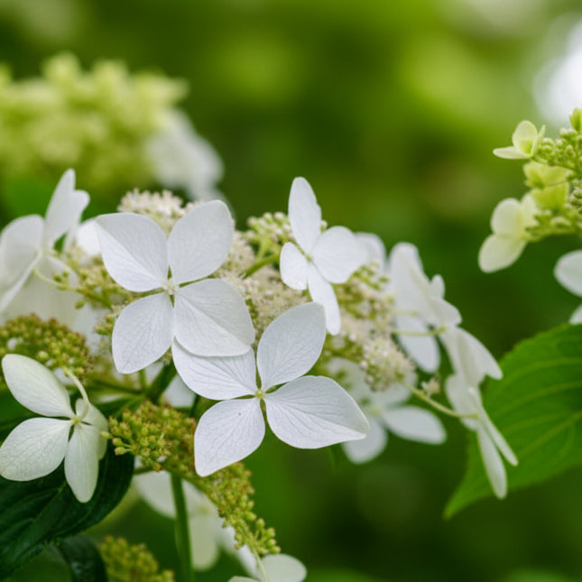 hydrangea petiolaris bloem plus bladeren