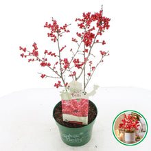 Afbeelding in Gallery-weergave laden, Ilex verticillata &#39;Jingle Bells&#39;® - Winterbes (Oók voor binnenshuis)

