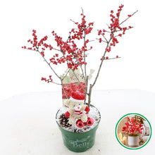 Afbeelding in Gallery-weergave laden, Ilex verticillata &#39;Jingle Bells&#39;® - Winterbes (Oók voor binnenshuis)
