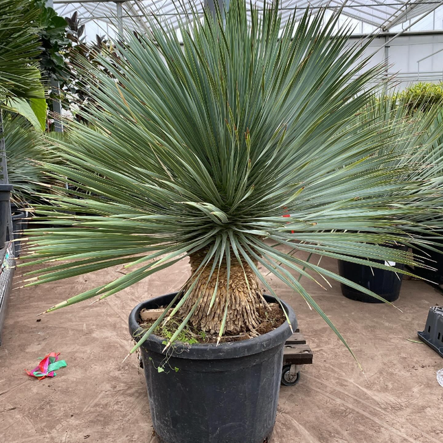 Yucca Rostrata op stam XL