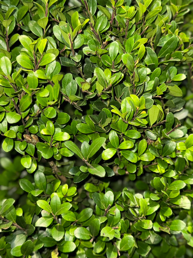 <h2>Ilex</h2>