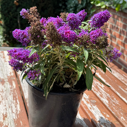 Lage Vlinderstruikhaag – Butterfly Candy Pakket - 6 stuks