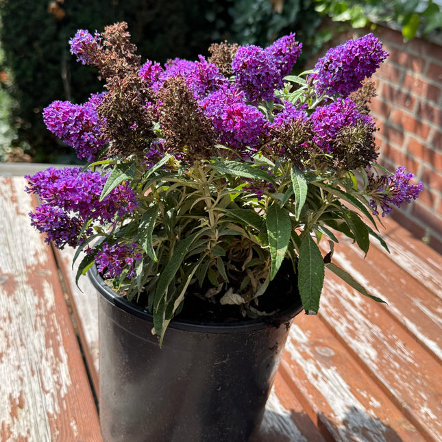 Buddleja Butterfly Candy 'Little Purple' - Paarse Dwergvlinder