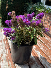 Afbeelding in Gallery-weergave laden, Buddleja Butterfly Candy &#39;Little Purple&#39; - Paarse Dwergvlinder
