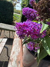 Afbeelding in Gallery-weergave laden, Buddleja Butterfly Candy &#39;Little Purple&#39; - Paarse Dwergvlinder

