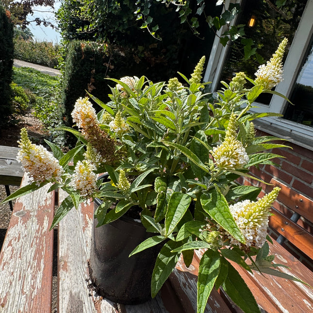 Buddleja Butterfly Candy 'Little White' - Witte Dwergvlinder