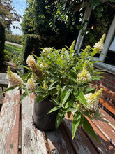 Afbeelding in Gallery-weergave laden, Buddleja Butterfly Candy &#39;Little White&#39; - Witte Dwergvlinder
