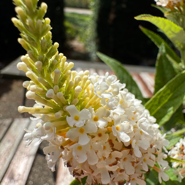 Close-up van Buddleja Butterfly Candy ‘Little White’ met dichte witte bloemtrossen opgebouwd uit kleine bloemetjes.