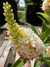 Afbeelding in Gallery-weergave laden, Buddleja Butterfly Candy &#39;Little White&#39; - Witte Dwergvlinder
