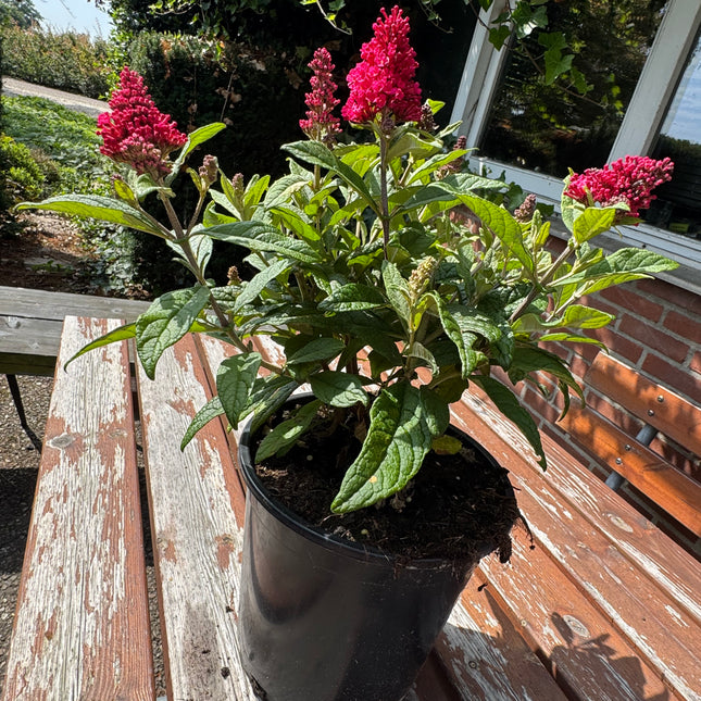 Buddleja Butterfly Candy 'Little Ruby' - Rode Dwergvlinder