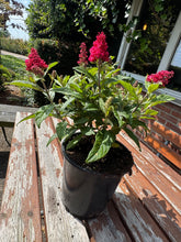 Afbeelding in Gallery-weergave laden, Buddleja Butterfly Candy &#39;Little Ruby&#39; - Rode Dwergvlinder
