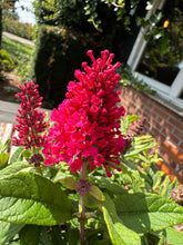 Afbeelding in Gallery-weergave laden, Buddleja Butterfly Candy &#39;Little Ruby&#39; - Rode Dwergvlinder
