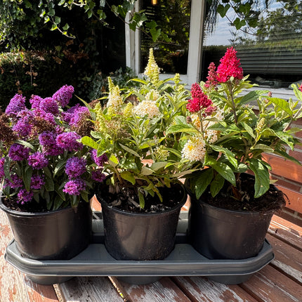 Lage Vlinderstruikhaag – Butterfly Candy Pakket - 6 stuks