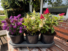 Afbeelding in Gallery-weergave laden, Buddleja Butterfly Candy &#39;Little Ruby&#39; - Rode Dwergvlinder
