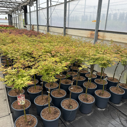 Acer palmatum ‘Aka-shigitatsu-sawa’ - Japanse esdoorn op stam