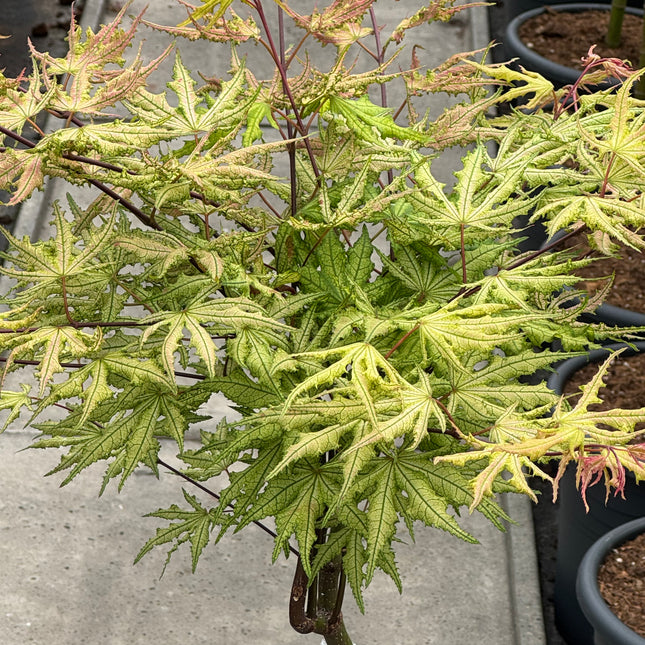 Acer palmatum ‘Aka-shigitatsu-sawa’ - Japanse esdoorn op stam