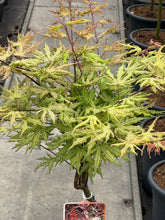 Afbeelding in Gallery-weergave laden, Acer palmatum ‘Aka-shigitatsu-sawa’ - Japanse esdoorn op stam
