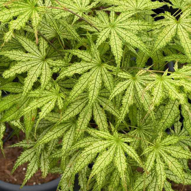 Acer palmatum ‘Peaches and Cream' - Japanse esdoorn op stam