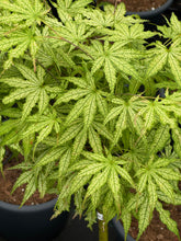 Afbeelding in Gallery-weergave laden, Acer palmatum ‘Peaches and Cream&#39; - Japanse esdoorn op stam
