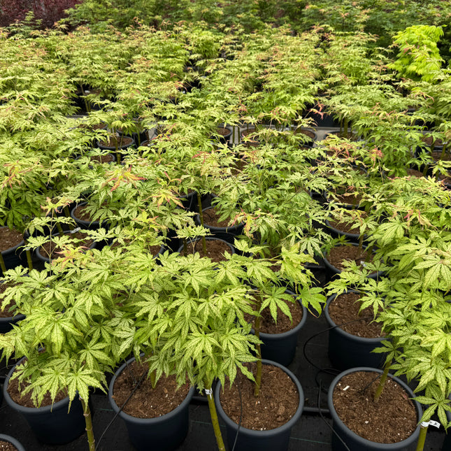 Acer palmatum ‘Peaches and Cream' - Japanse esdoorn op stam