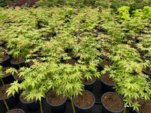 Afbeelding in Gallery-weergave laden, Acer palmatum ‘Peaches and Cream&#39; - Japanse esdoorn op stam

