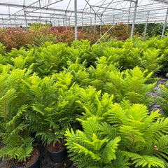 Collection image for: Nieuwe Acer, Lagerstroemia en Jacarande!