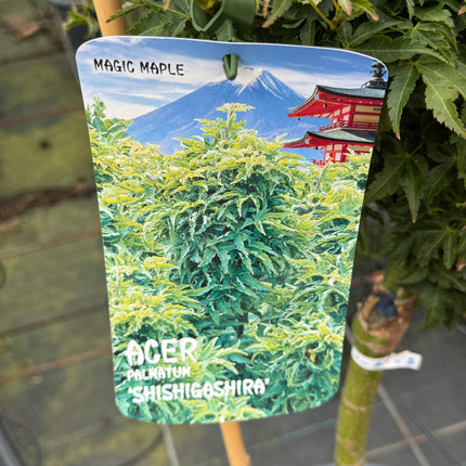 Acer palmatum 'Shishigashira' - Japanse esdoorn op stam