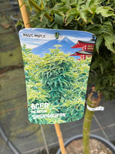 Afbeelding in Gallery-weergave laden, Acer palmatum &#39;Shishigashira&#39; - Japanse esdoorn op stam
