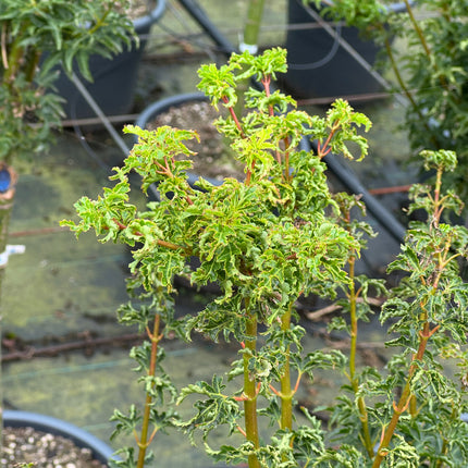 Acer palmatum 'Shishigashira' - Japanse esdoorn op stam