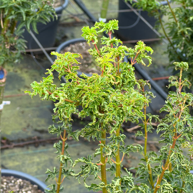 Acer palmatum 'Shishigashira' - Japanse esdoorn op stam