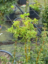 Afbeelding in Gallery-weergave laden, Acer palmatum &#39;Shishigashira&#39; - Japanse esdoorn op stam
