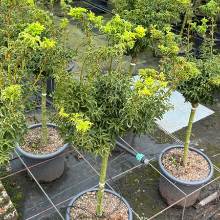 Acer palmatum 'Shishigashira' - Japanse esdoorn op stam